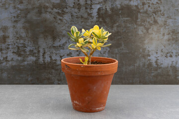 Crassula Ovata Variegated Yellow or Lucky Jade Variegated Succulent Plant in Terracotta Pot