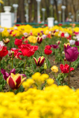 Beautiful vibrant tulips in flowerbed. Spring time bloom in the city. Lovely landscape with flowering plants