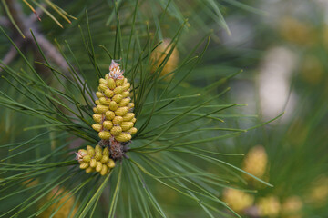 Pine branch with fresh young yellow buds, cones. Pine blossoming in spring city garden or park. Coniferous tree soft focused closeup