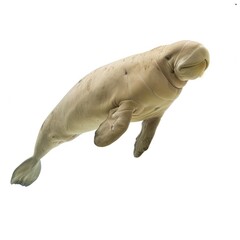Fototapeta premium Gentle sea mammal, a dugong