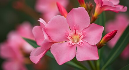 Fototapeta premium Pink Petals' Embrace AI Generated