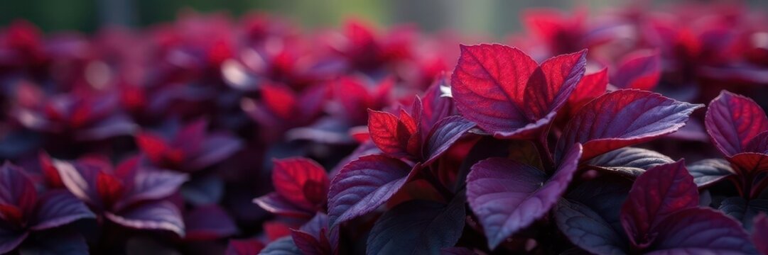 Dark purple-black foliage of Heuchera plant, vibrant spring color , spring, leaf