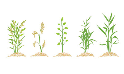 Obraz premium rice-related illustrations and smart farming technologies, focusing on grains, plants, cultivation, and innovative agricultural solutions for commercial use.