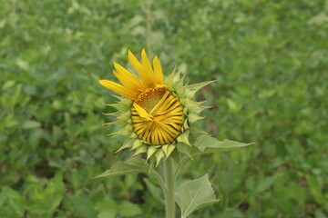 There is a sunflower flower in the front and a green garden in the backgrund