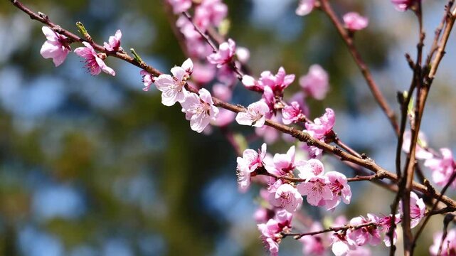 Beautifual Pink Peach Blossoms in a Gerden