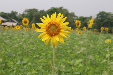 There is a sunflower flower in the front and a green garden in the backgrund