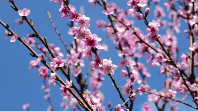 Beautifual Pink Peach Blossoms in a Gerden