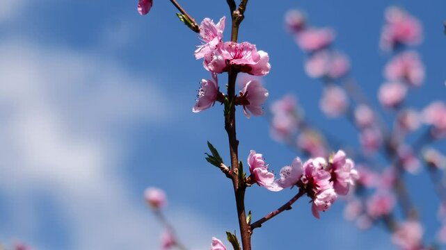 Beautifual Pink Peach Blossoms in a Gerden