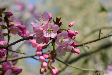 Sargent's cherry or North Japanese hill cherry (Prunus sargentii) flowers on a twig close-up