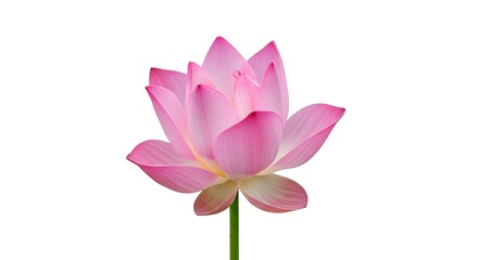 Pink Lotus Bloom AI Generated