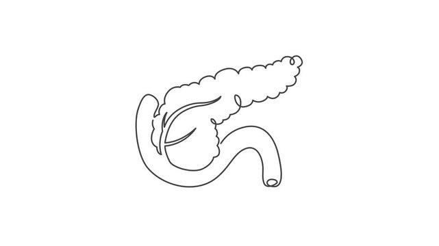 Animated outline icon. Healthcare body part collection. Pancreas digestive inner organ symbol. Black color on white background with alpha channel. Simple reveal and disappear animation.
