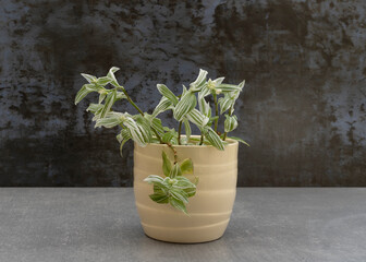 Wandering jew (white) Tradescantia zebrina in a white ceramic pot