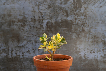 Closeup of a Crassula Ovata variegated Yellow and green Leaves Plant