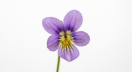 Fototapeta premium Violet's Whisper AI Generated