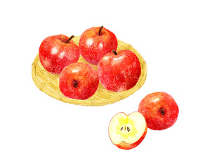 竹ざるに乗ったりんご　フルーツの手描き水彩イラスト素材