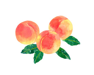 熟した桃のセット　フルーツの手描き水彩イラスト素材