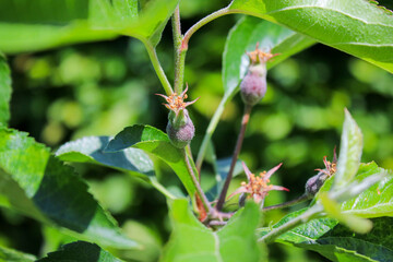 Close up of young small apple fruits after flowering growing on a tree