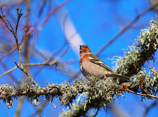 A beautiful finch sings its song