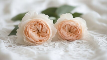 Obraz premium Two beautiful roses delicately arranged on elegant white lace for a vintage-inspired floral display