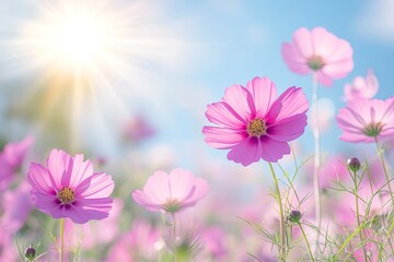 Pink cosmos flowers in sunlight