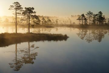 Swamp landscape on a foggy morning