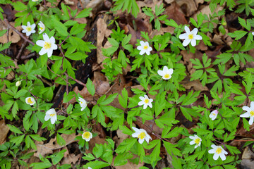 Delicate white wood anemone flowers bloom among vibrant green leaves against a backdrop of fallen brown leaves. A spring flowering glade in the forest.