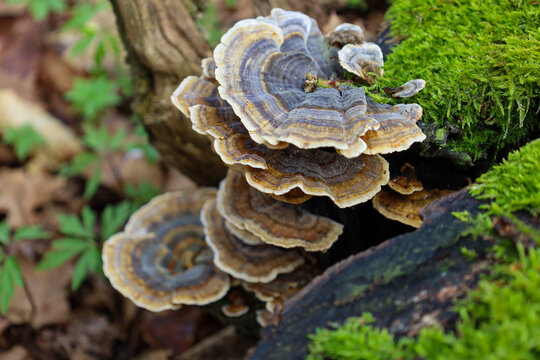 Close-up of colorful polypore mushrooms growing on a moss-covered fallen tree in a forest. Distinct striped texture of the fungi against a background of bright green moss and fallen leaves