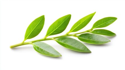 Fototapeta premium Green Branch Botanical Element