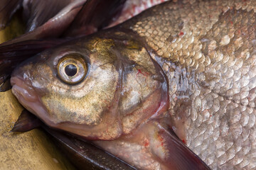 River fish bream. Photo close-up.