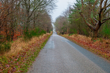 A narrow road stretches through a tranquil landscape, surrounded by trees and fallen leaves under cloudy skies.