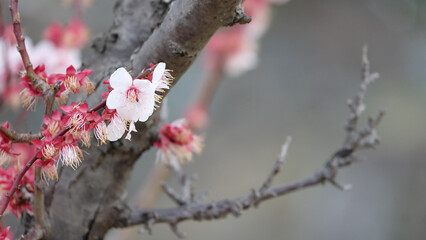 Pink plum flower blooming on branches with no leaf. In early spring.