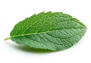 Obraz premium Fresh Green Mint Leaf Isolated on White Background for Culinary and Natural Health Uses