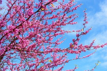 Flowering branch with purple flowers of Cercis canadensis or Judas tree against blue sky background. Decorative blooming plant for garden or public park, ornamental tree. Gardening, plant breeding