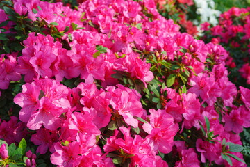 Blooming pink japan Azalea Ericaceae bush, Geisha Purple, rhododendron flower macro, background....