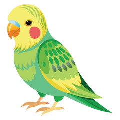 Parakeet isolated on white background