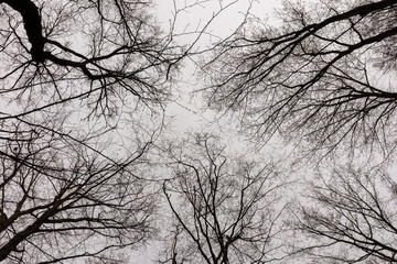 Treetops in the forest in spring