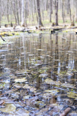 Big puddle in the spring forest