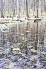 Big puddle in the spring forest