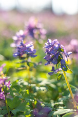 Purple flowers in a city park