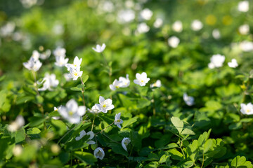Small white flowers in the spring garden