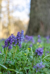 Obraz premium Purple flowers in a city park