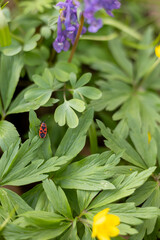 Small red bug on a leaf