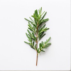 Fototapeta premium Fresh Rosemary Sprig: Aromatic Herb on White, showcasing its verdant foliage and culinary appeal in simple elegance.