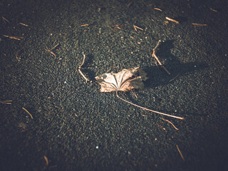 Last year's leaf from a tree lying on the path