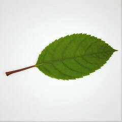 Fototapeta premium Isolated Verdant Leaf: A Close-Up of Nature's Geometry, Revealing the Intricate Veins and Serrated Edges in Vivid Detail.