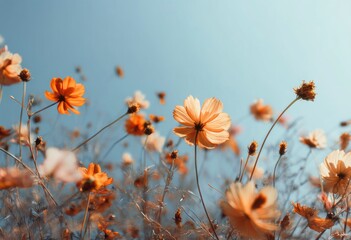 Cosmos Flowers Blooming in a Field with Blue Sky Background
