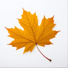 Obraz premium Autumn's Golden Embrace: A Vibrant Maple Leaf Evokes the Beauty and Ephemeral Nature of the Fall Season