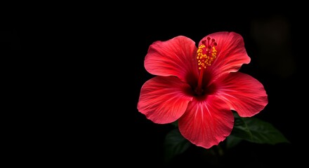 Crimson Bloom in the Void AI Generated