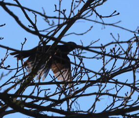 The black wood thrush flies through the branches of the trees.