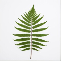 Elegant Single Fern Frond Exhibiting Symmetrical Structure on Clean White Background, Showcasing Natural Beauty and Botanical Detailing.